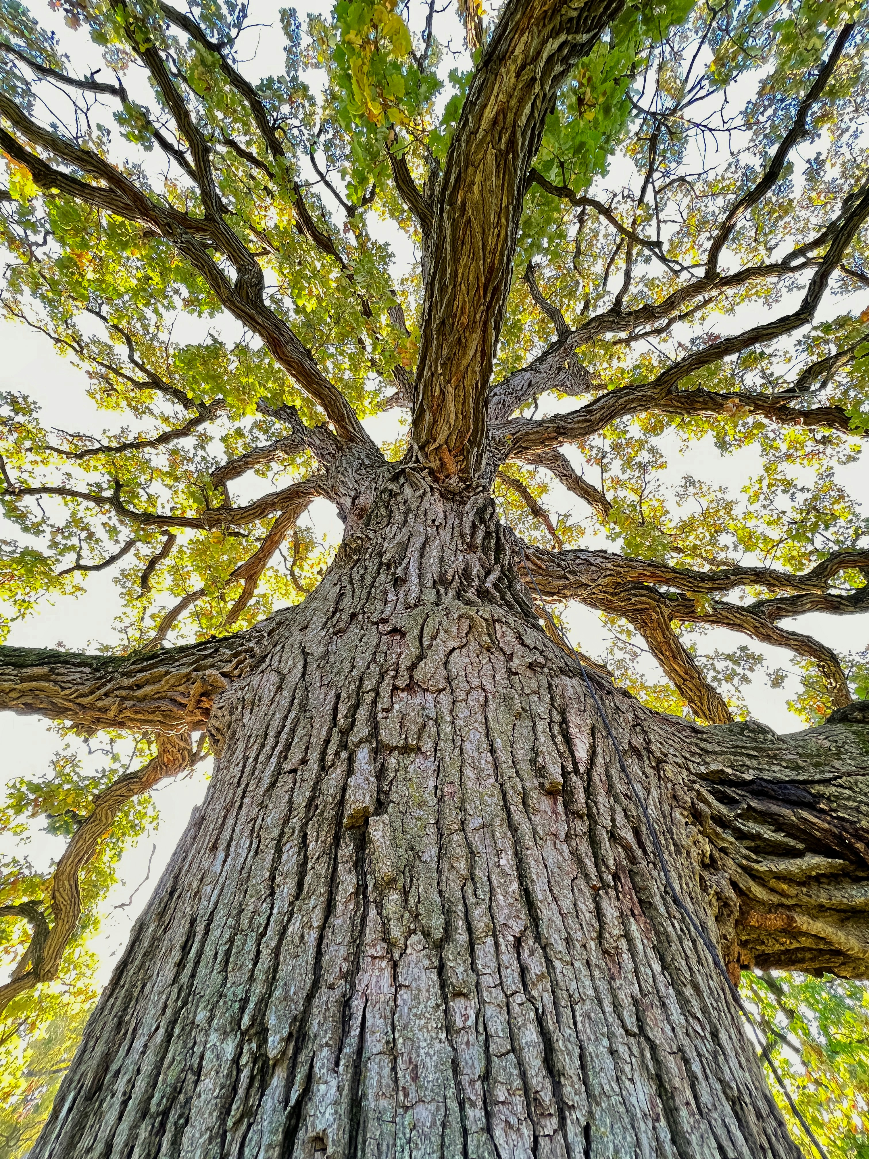 Oak Tree Detail